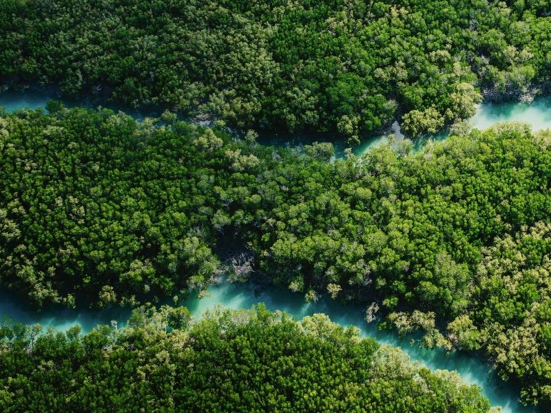Bushy trees in water