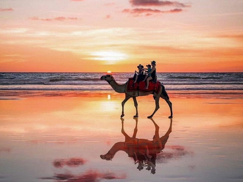 Camel on cable beach