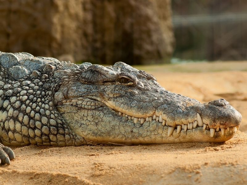 Crocodile park