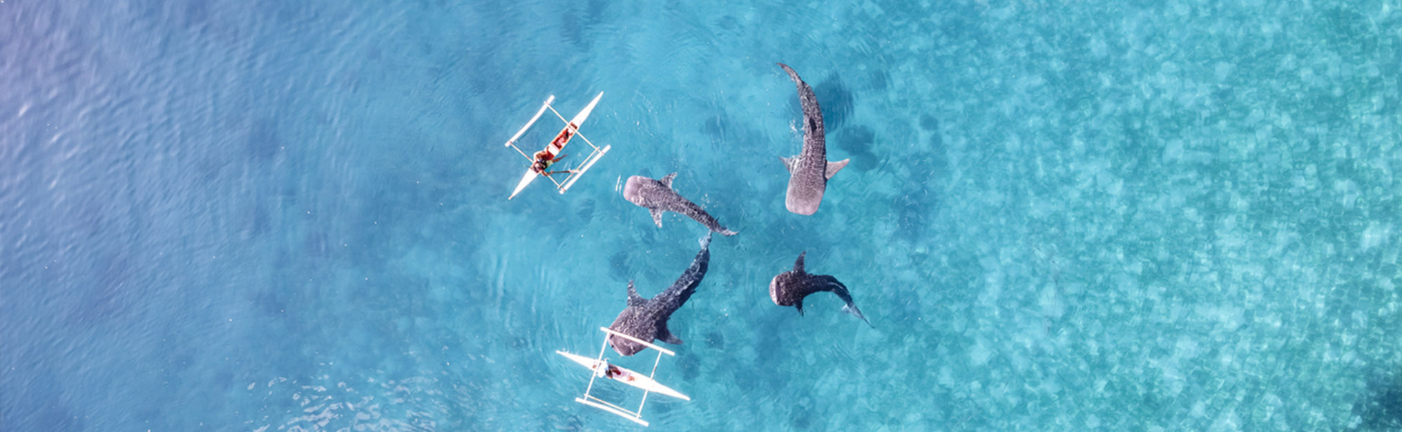 Whalesharks swimming in ocean drone aerial footage Cebu Philippines