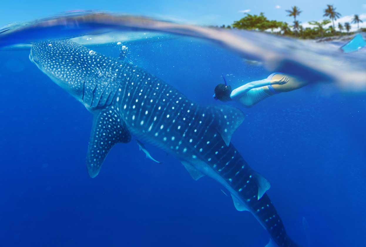 woman swimming with whale shark Phillipenes