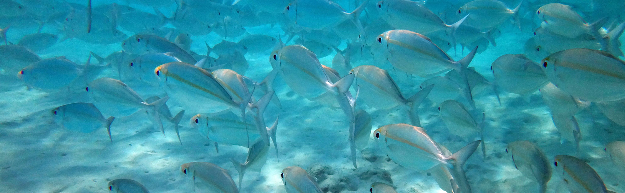 Snorkelling in Vanuatu