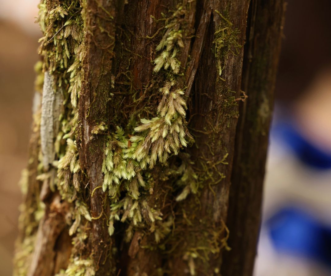 Close up of tree bark