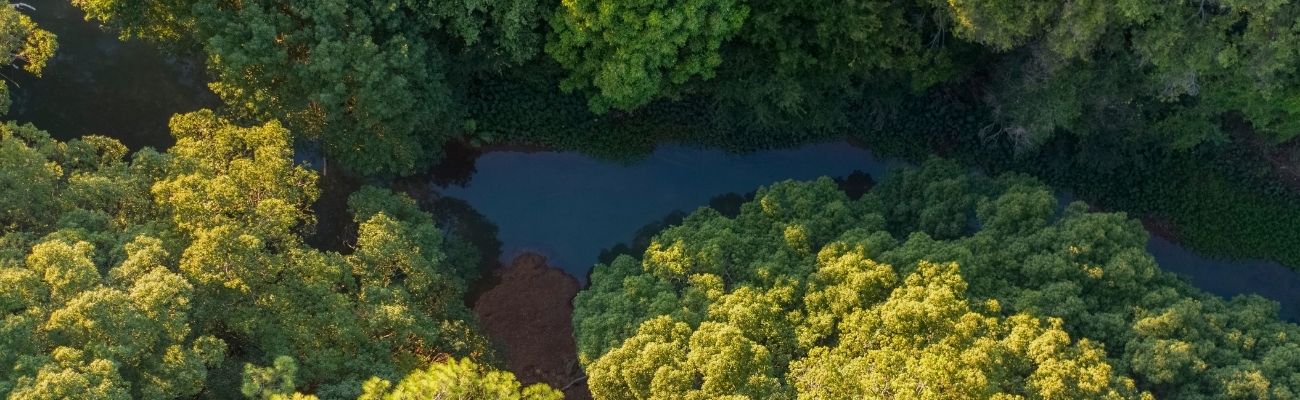 Aerial view of forest