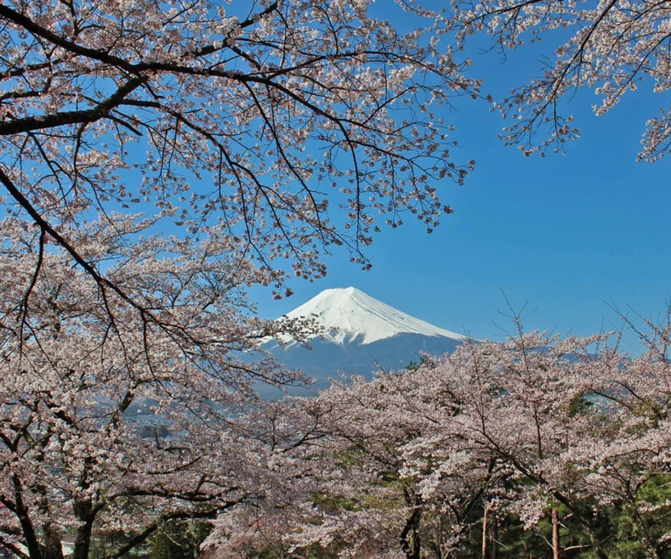 cherry-blossom-in-japan