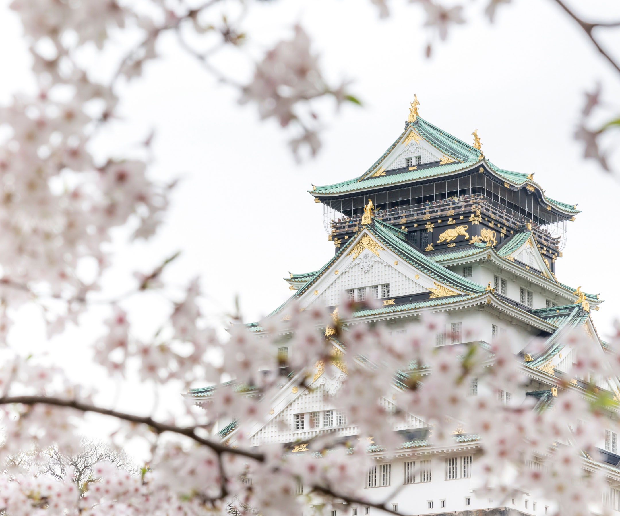 cherry-blossom-in-japan