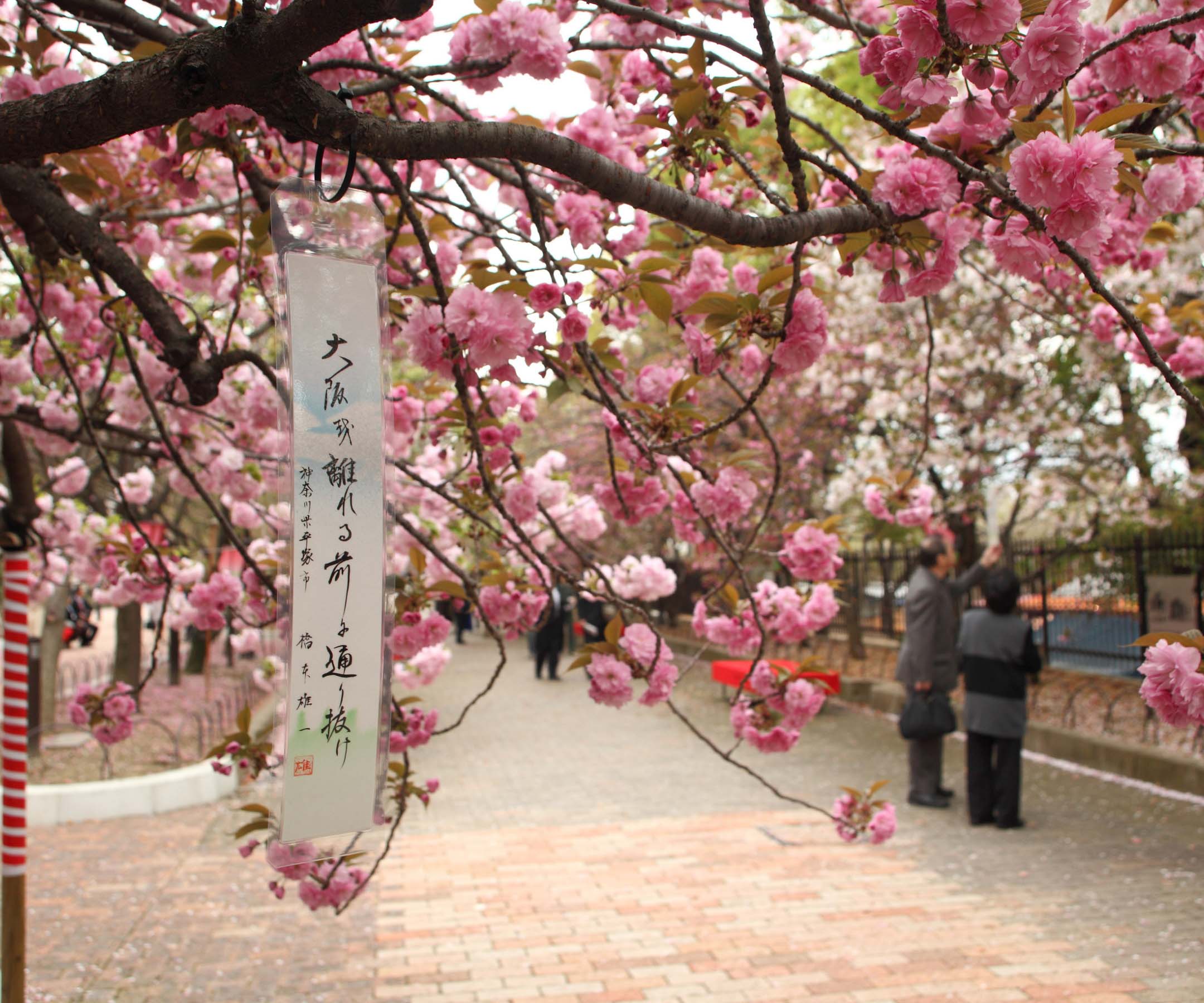 cherry-blossom-in-japan
