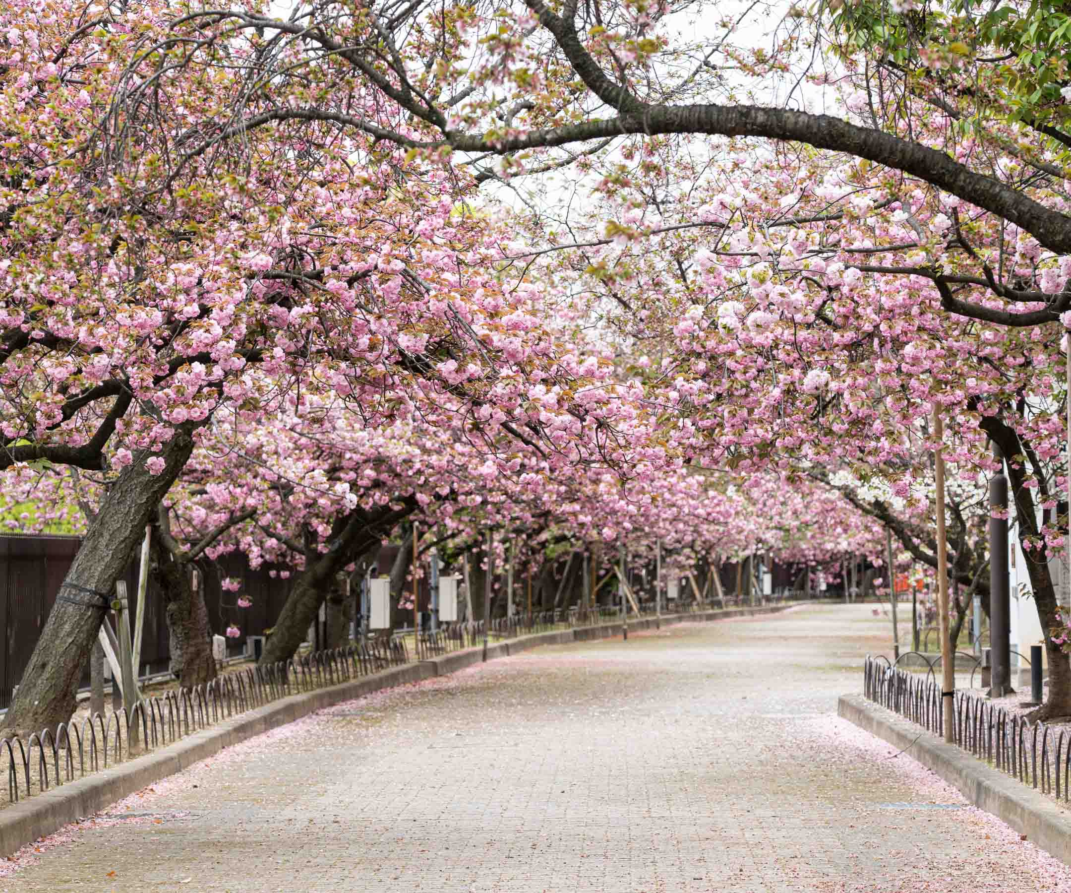 cherry-blossom-in-japan