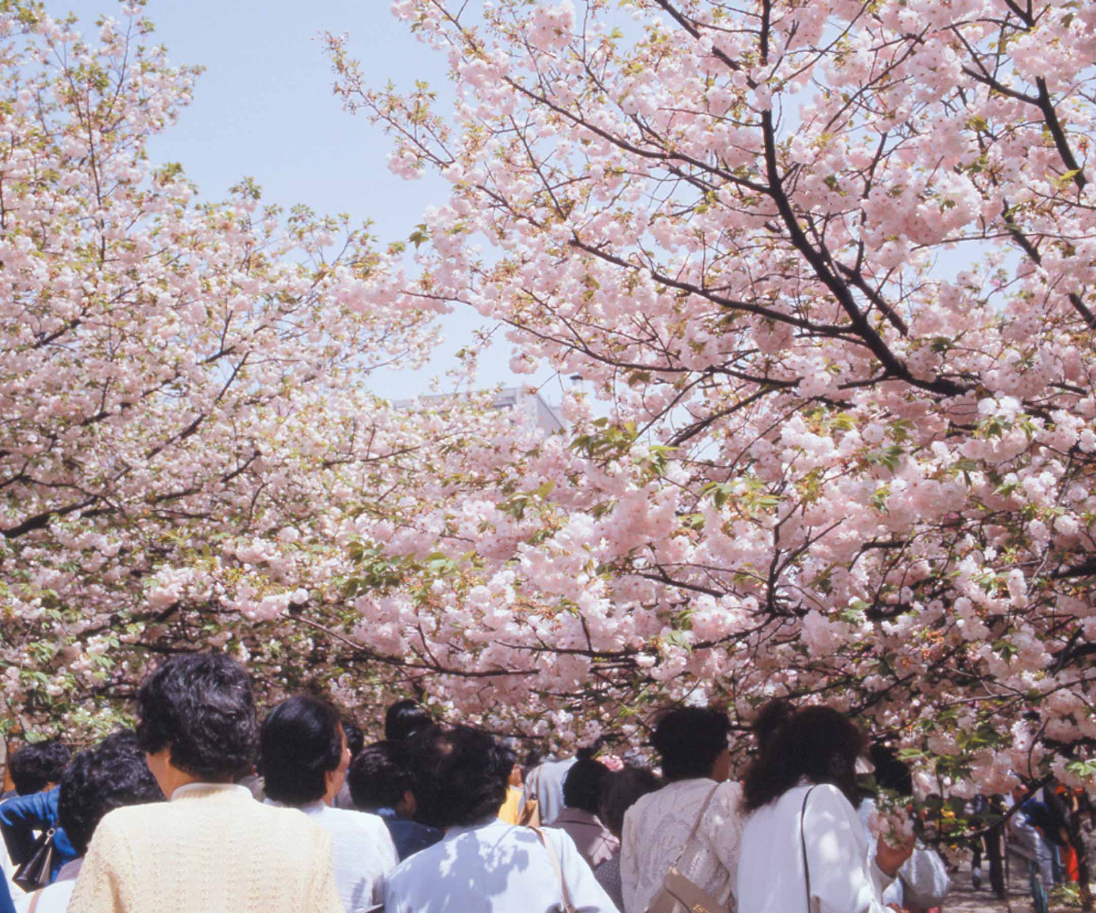cherry-blossom-in-japan