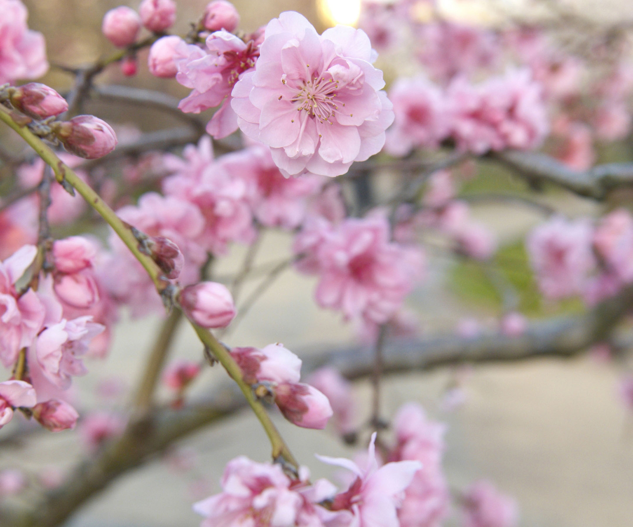 cherry-blossom-in-japan