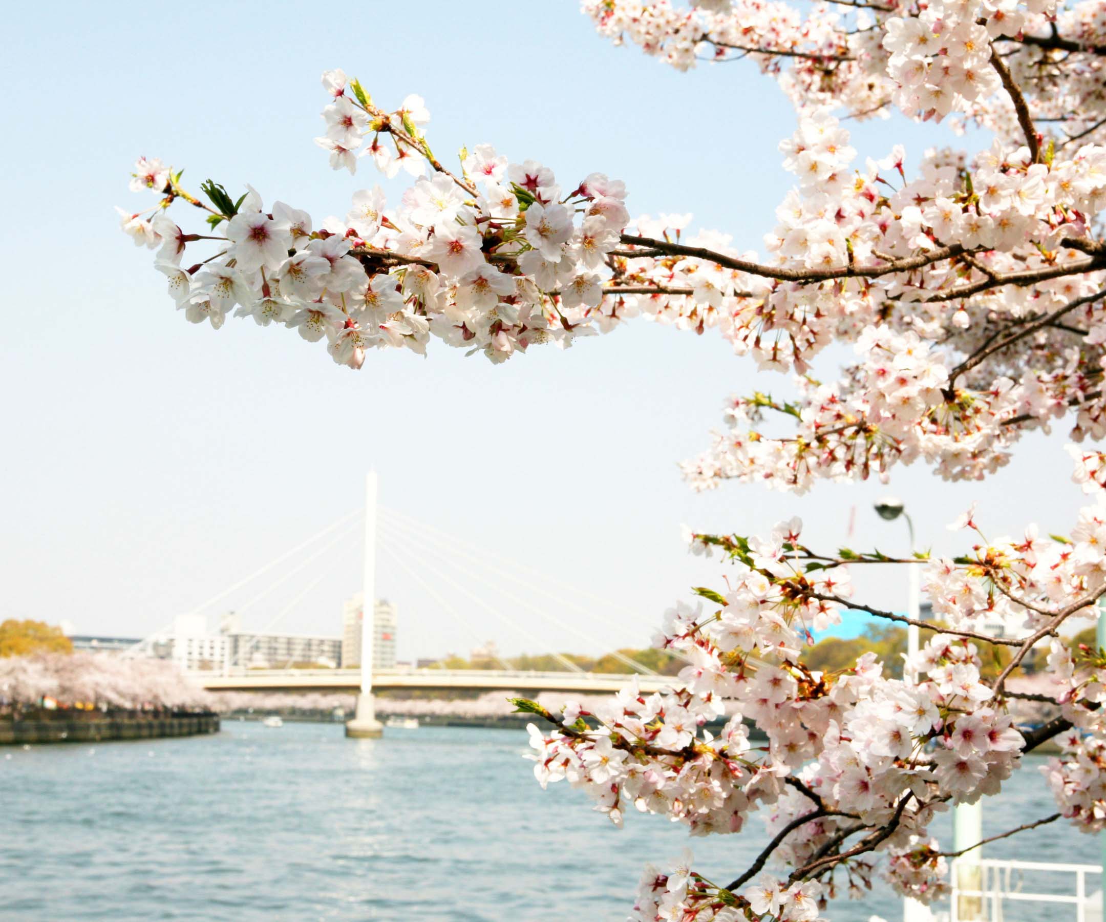 cherry-blossom-in-japan