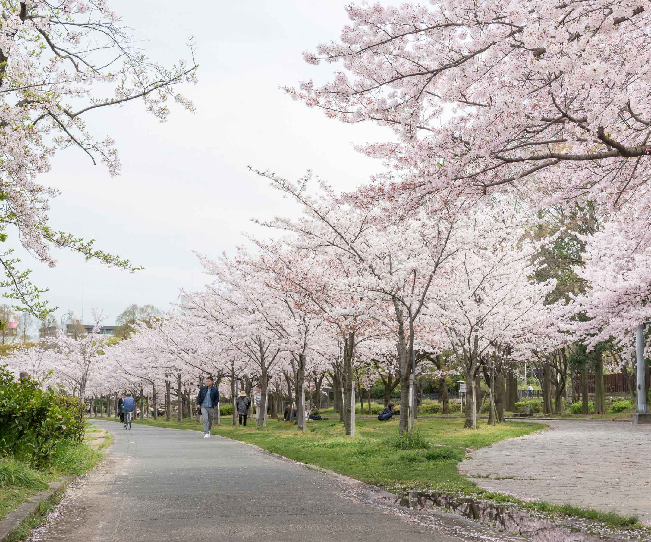cherry-blossom-in-japan