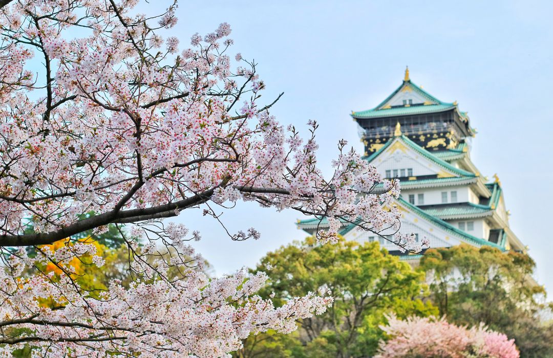 cherry-blossom-in-japan