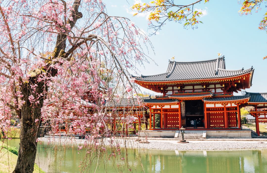 cherry-blossom-in-japan