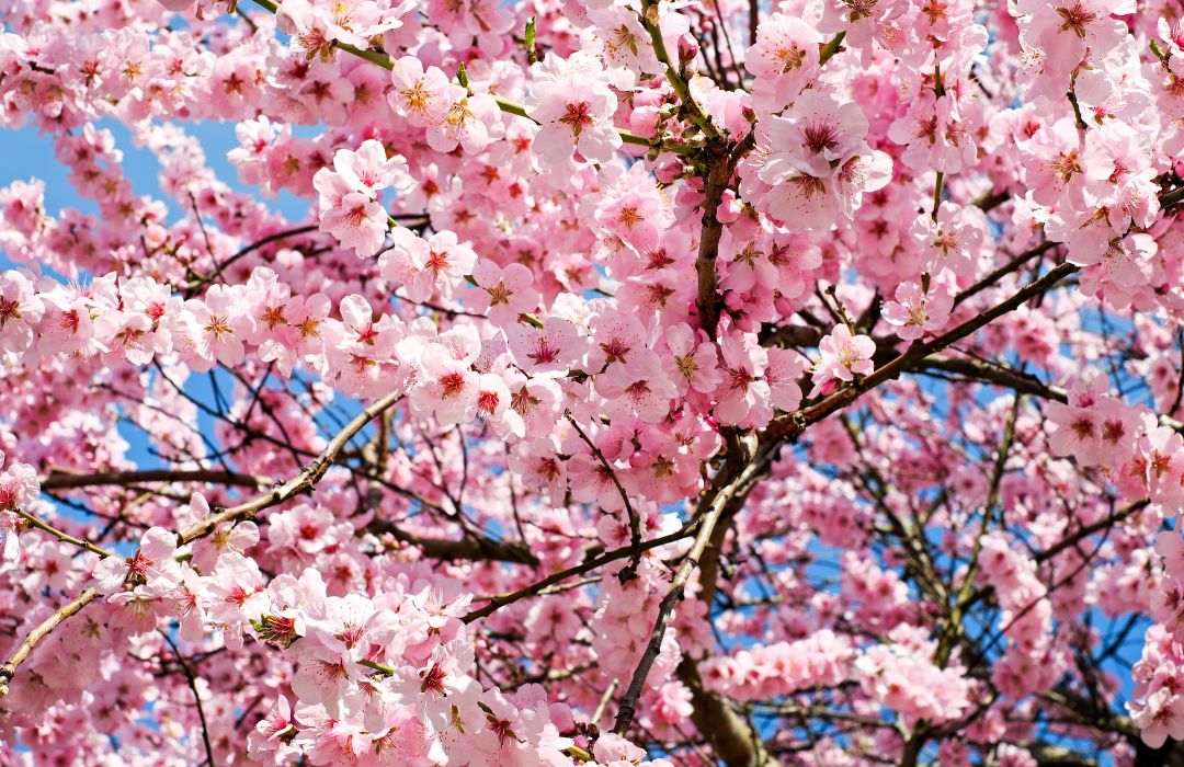 cherry-blossom-in-japan