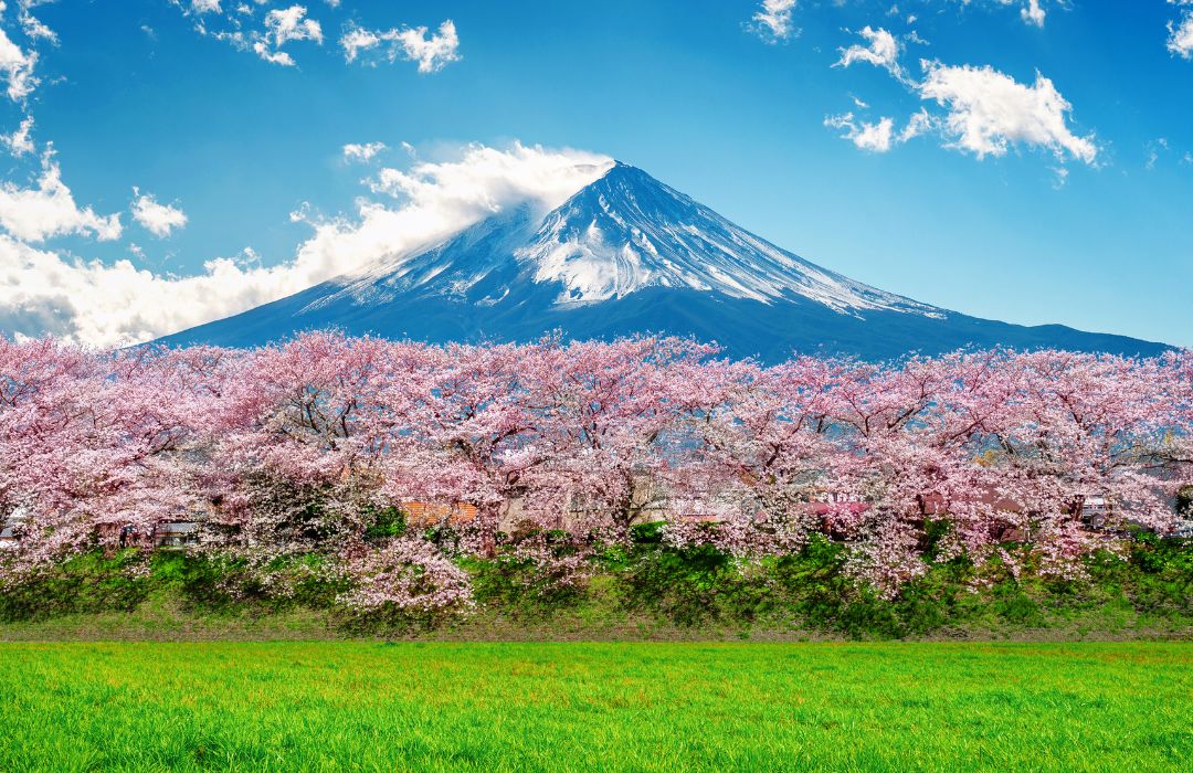 cherry-blossom-in-japan