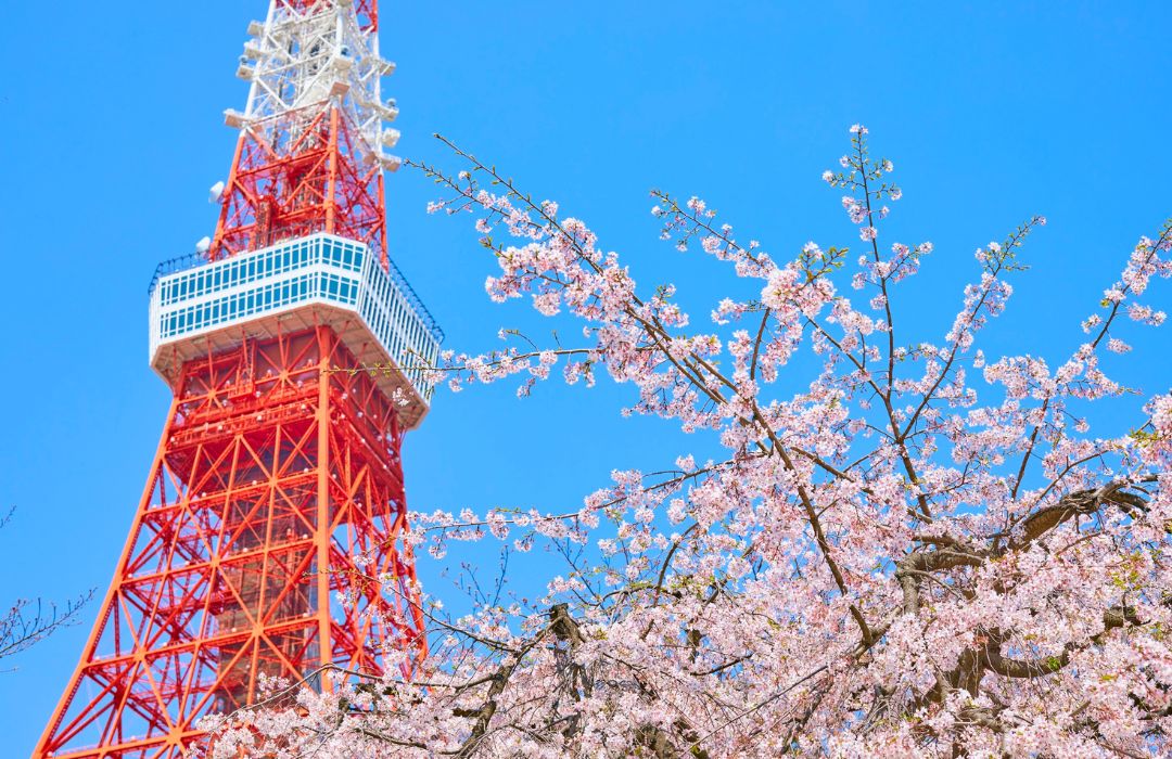 cherry-blossom-in-japan
