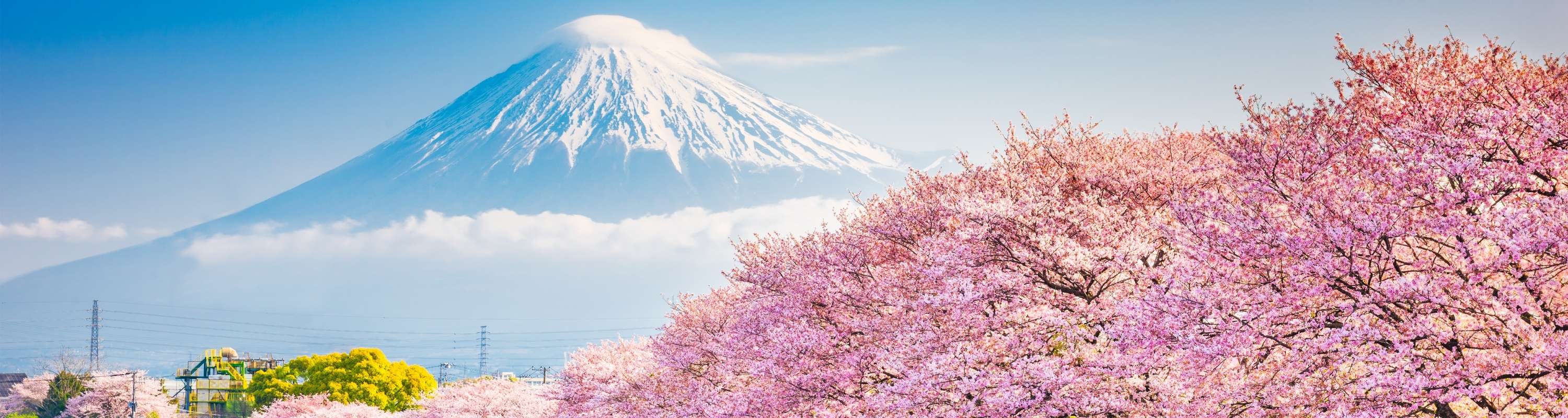 cherry-blossoms-in-japan