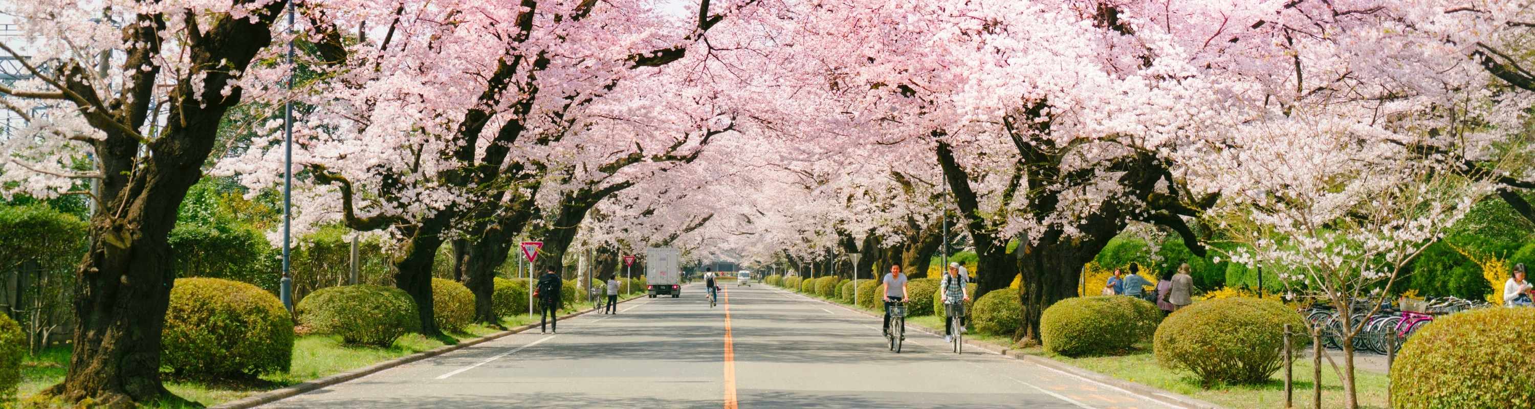 cherry-blossom-in-japan