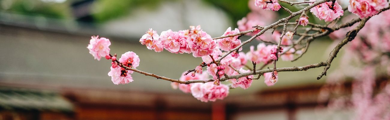cherry-blossom-in-japan