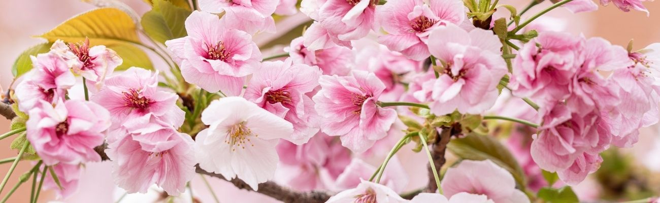 cherry-blossom-in-japan