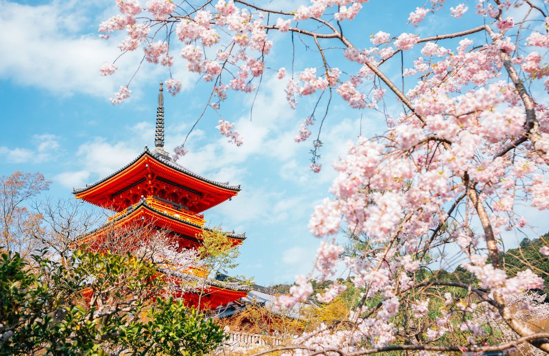 cherry-blossom-in-japan