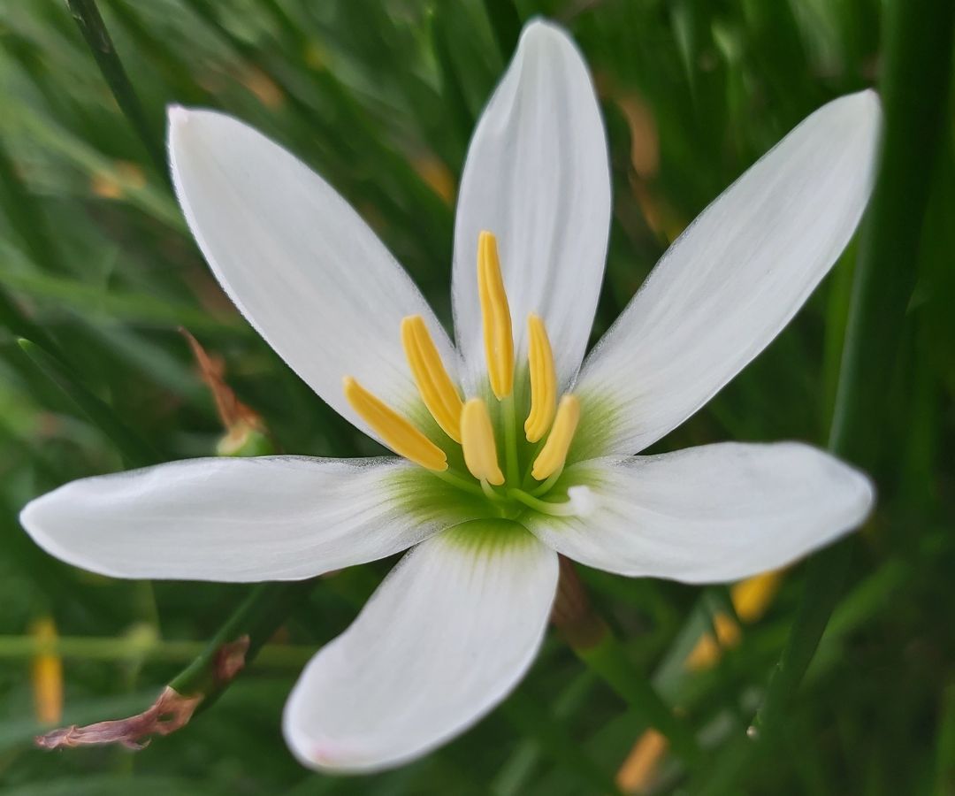 fijian-flower