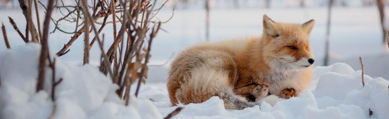 Snow fox Japan