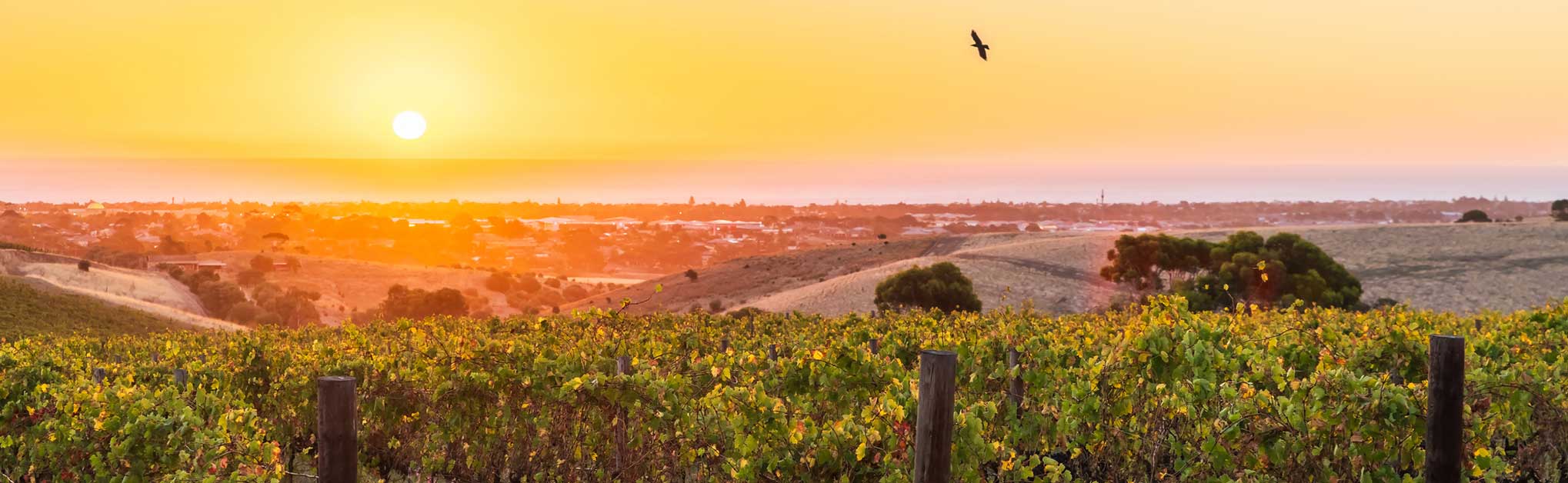 Adelaide Vinyard