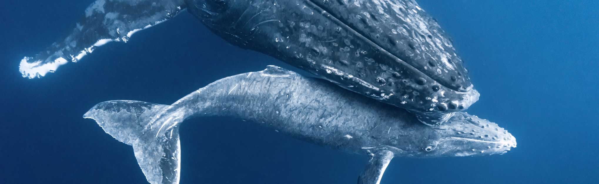 Baby and Mama Humpback Whale Touching and Loving, Vava'u, Tonga