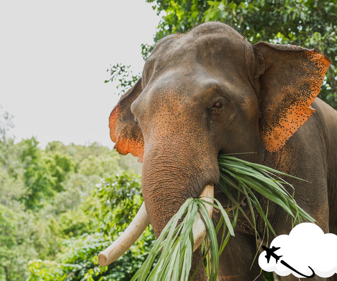 ao-nang-elephant-sanctuary