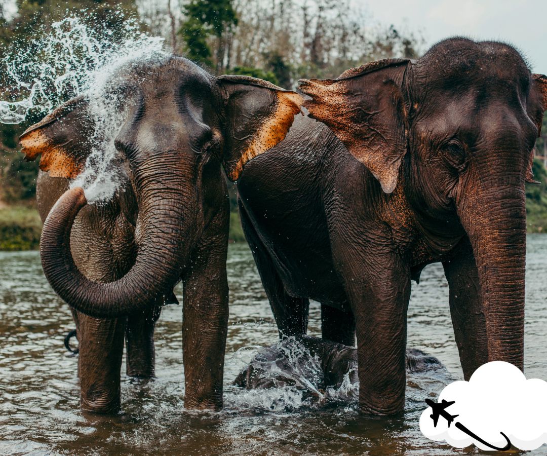 elephants-washing-up