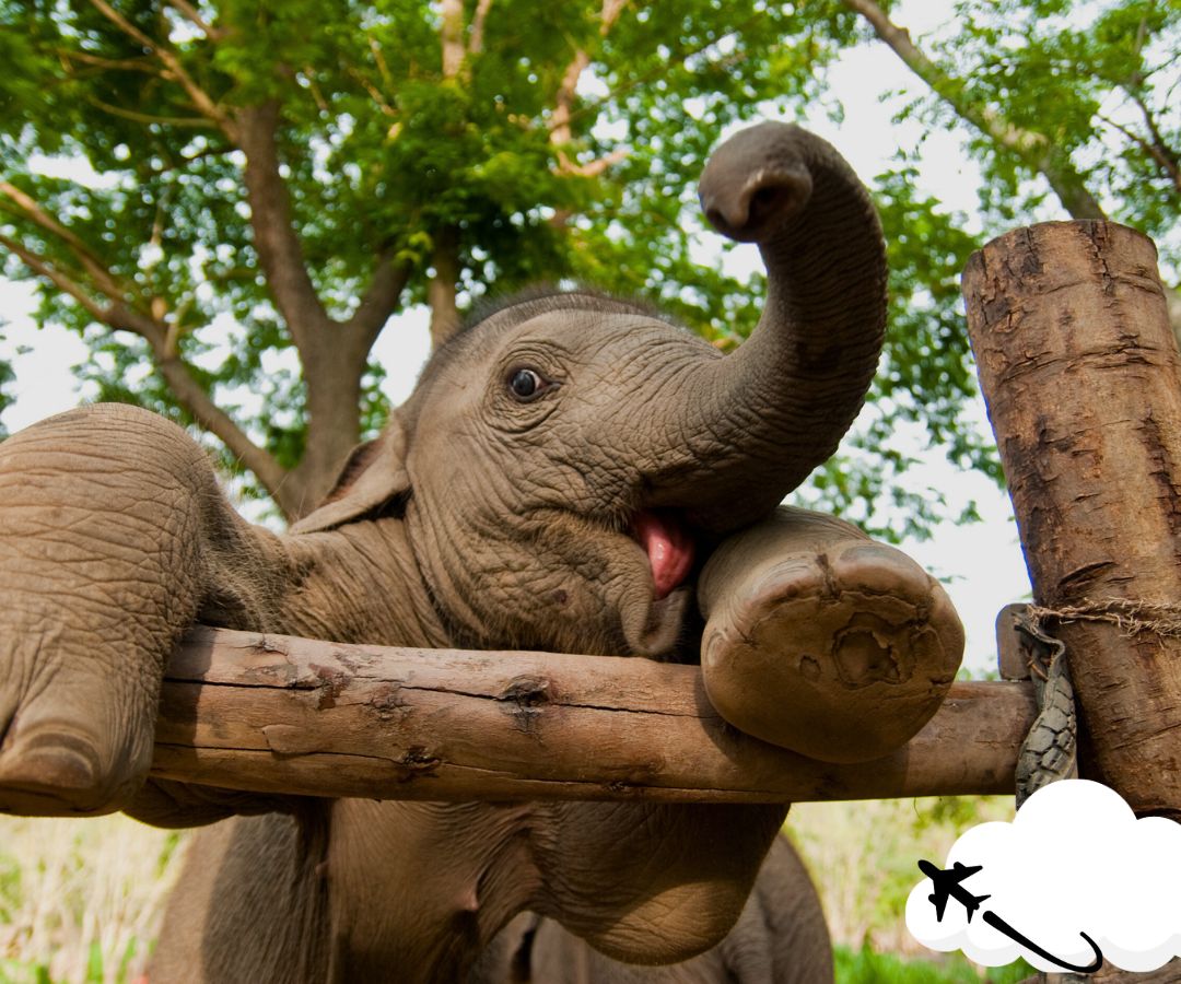 krabi-elephant-sanctuary
