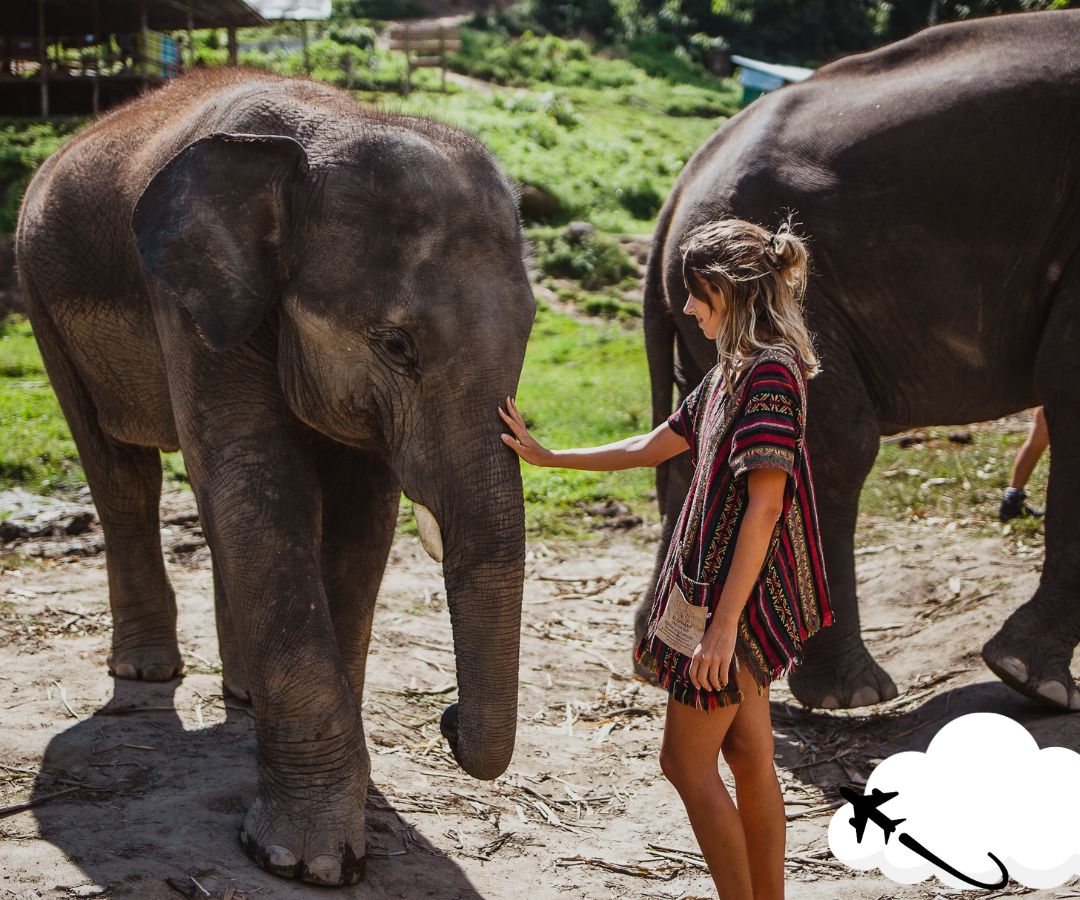 elephant-and-tourist