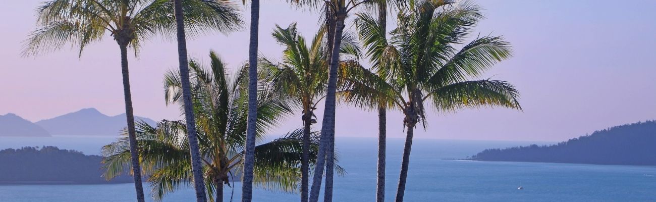 Whitsundays palm trees