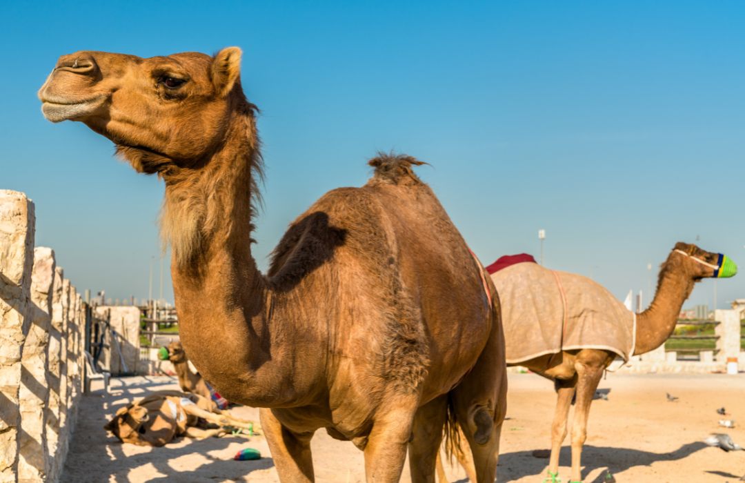 qatar