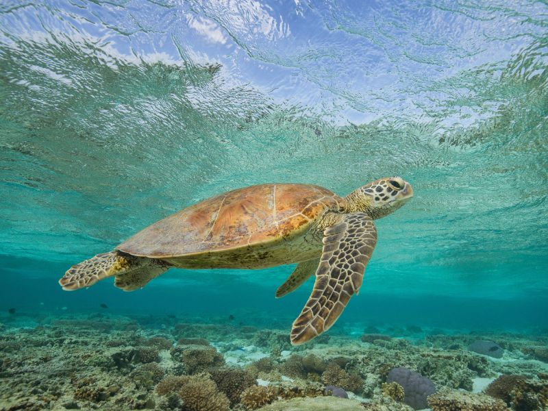 Turtle in Bundaberg