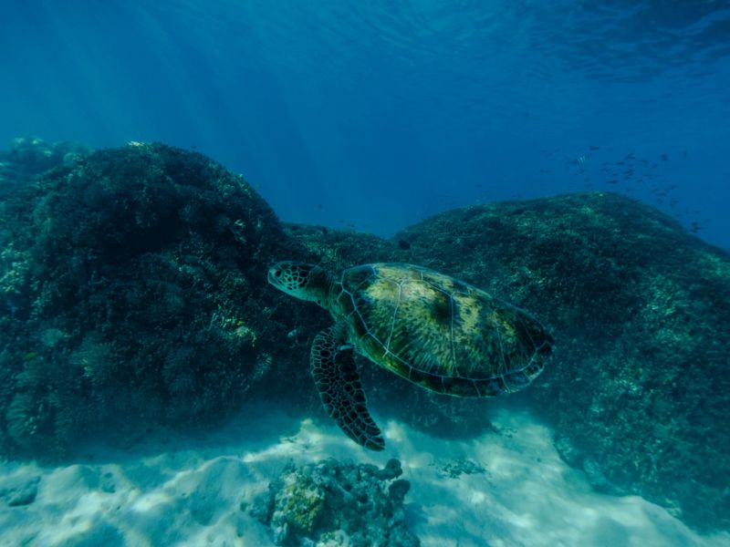 Turtle in Bundaberg