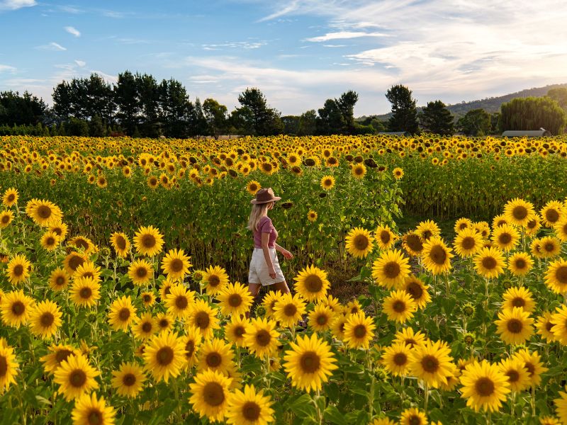 canberra-flowers