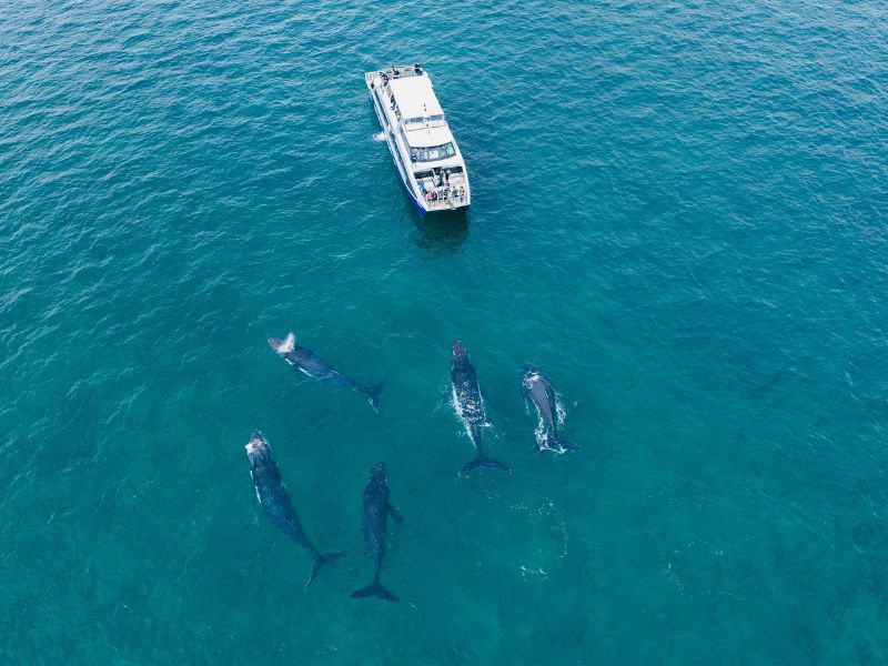 Whale watching at Hervey Bay