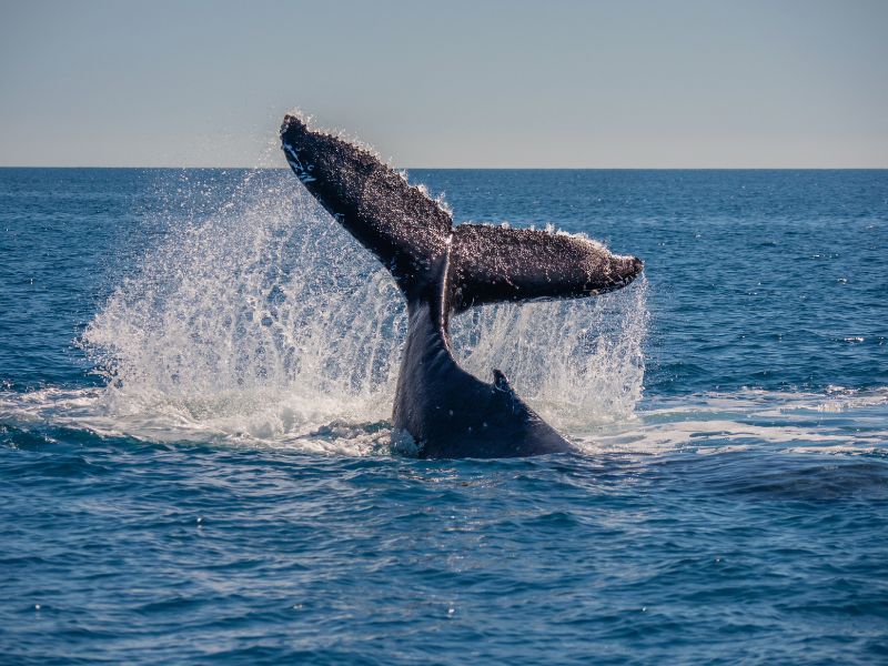 Whale watching at Hervey Bay