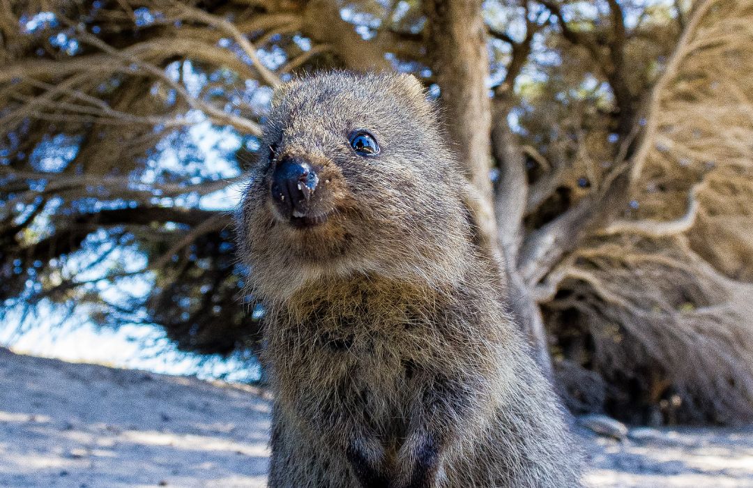 perth-animals