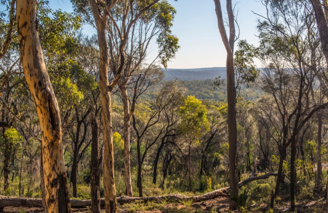 perth-forest