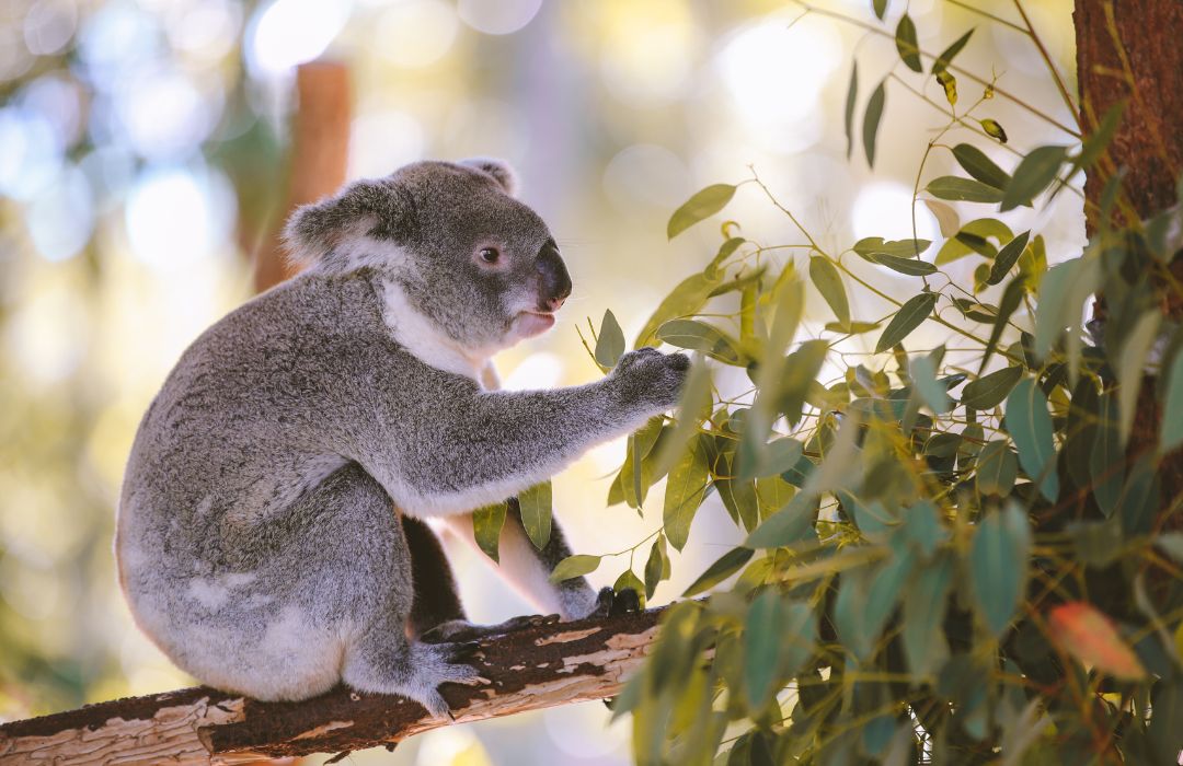 sunshine-coast-koala