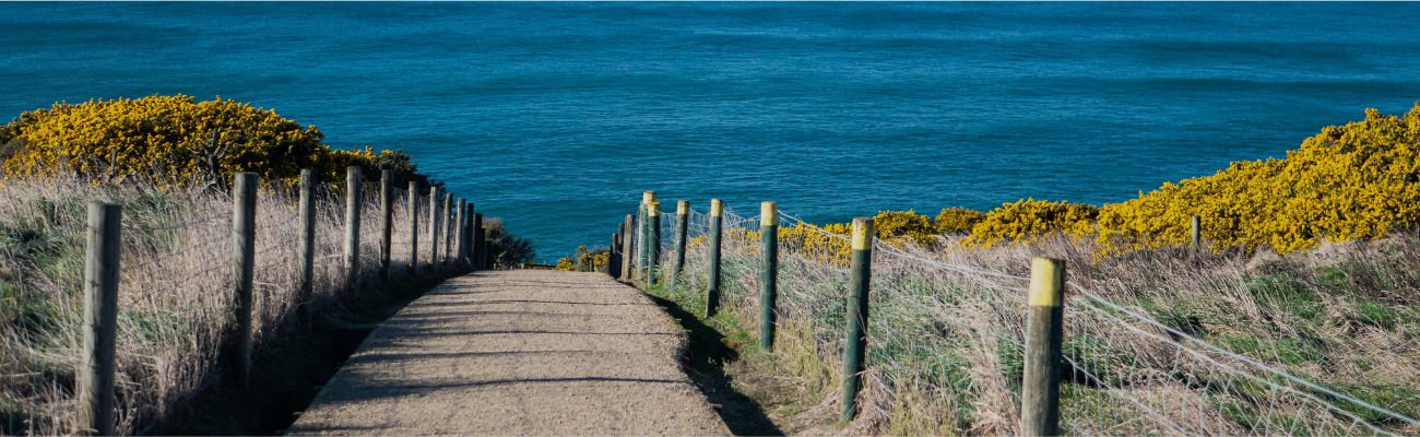 dunedin-landscape