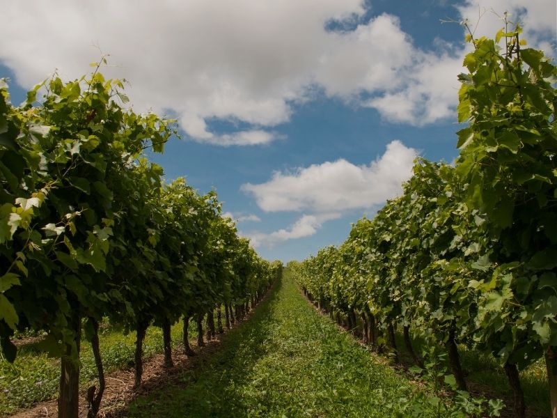 gisborne-vineyard