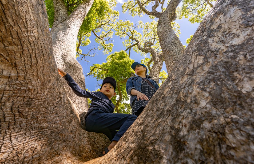 kids-clibing-tree