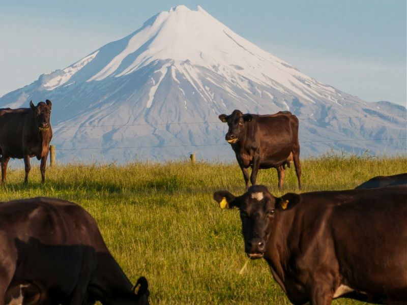 new-plymouth-mt-taranaki