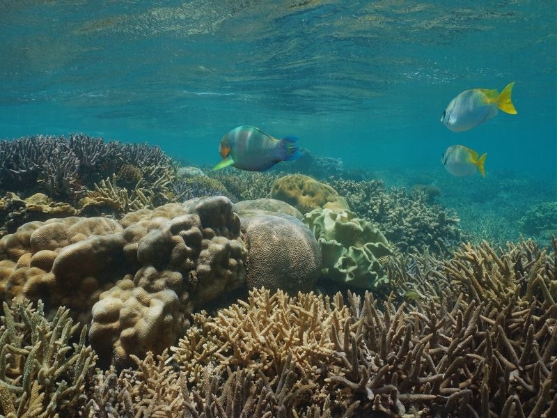 New Caledonia corals