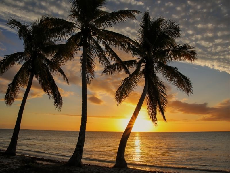 New Caledonia sunset with palm trees